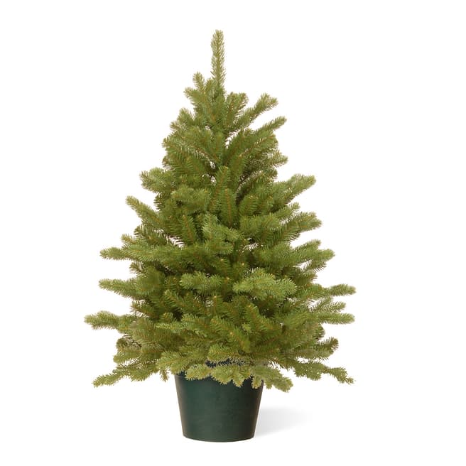 The National Tree Company Hampton Spruce 3ft Tree in Growers Pot