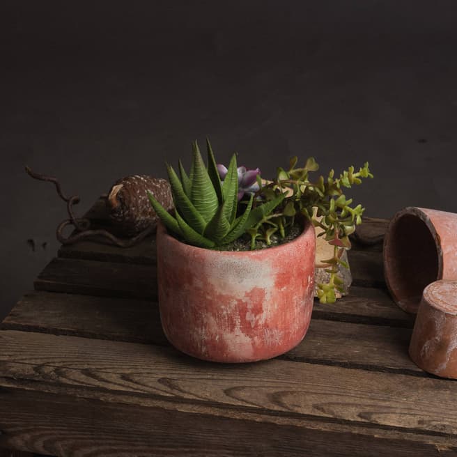 Hill Interiors Potted Succulent