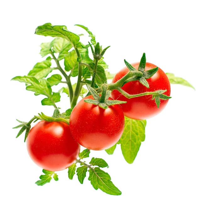 Click & Grow Set of 9 Mini Tomato Plant Pods