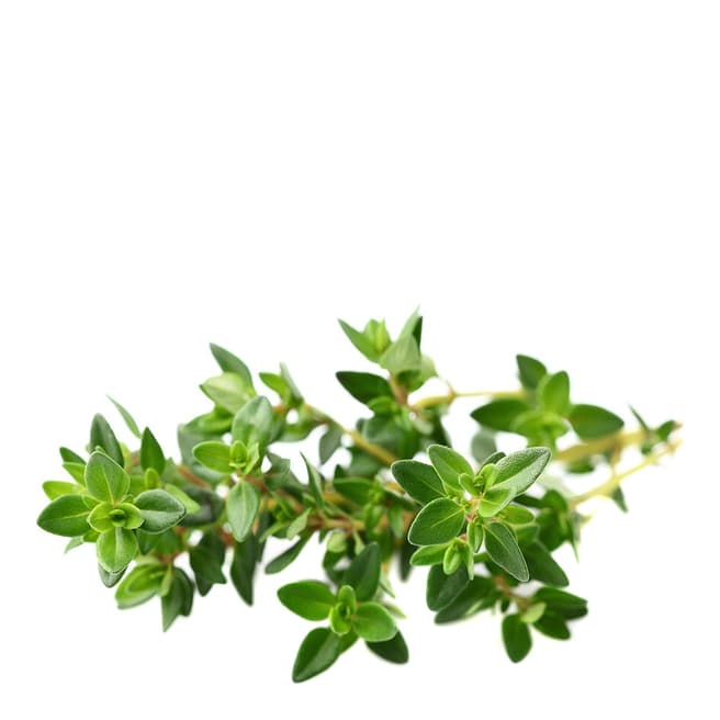 Click & Grow Set of 9 Thyme Plant Pods