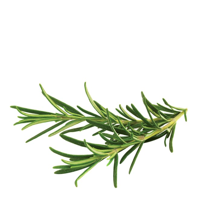 Click & Grow Set of 9 Rosemary Plant Pods