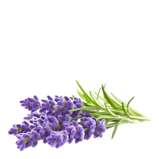 Click & Grow Set of 9 Lavender Plant Pods