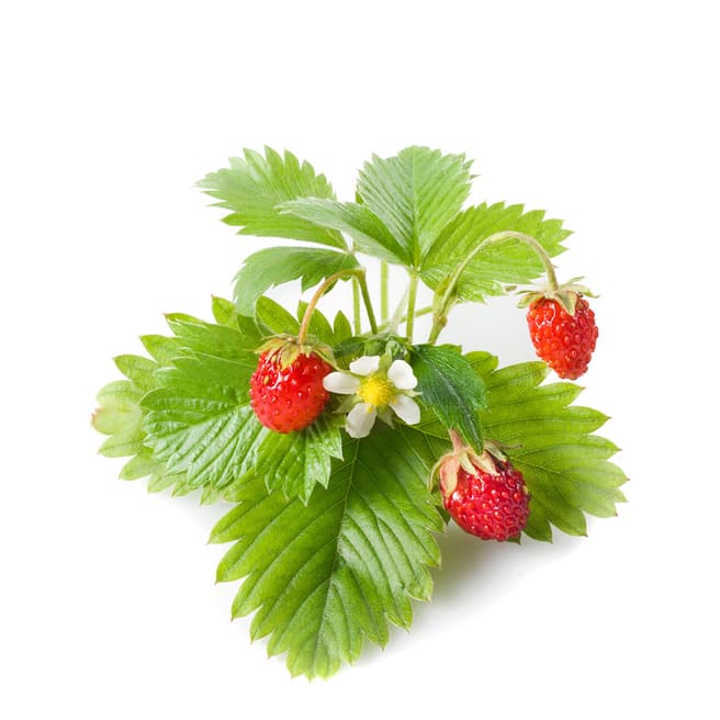 Click & Grow Set of 9 Wild Strawberry Plant Pods