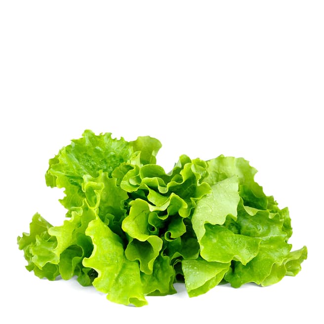 Click & Grow Set of 9 Green Lettuce Plant Pods