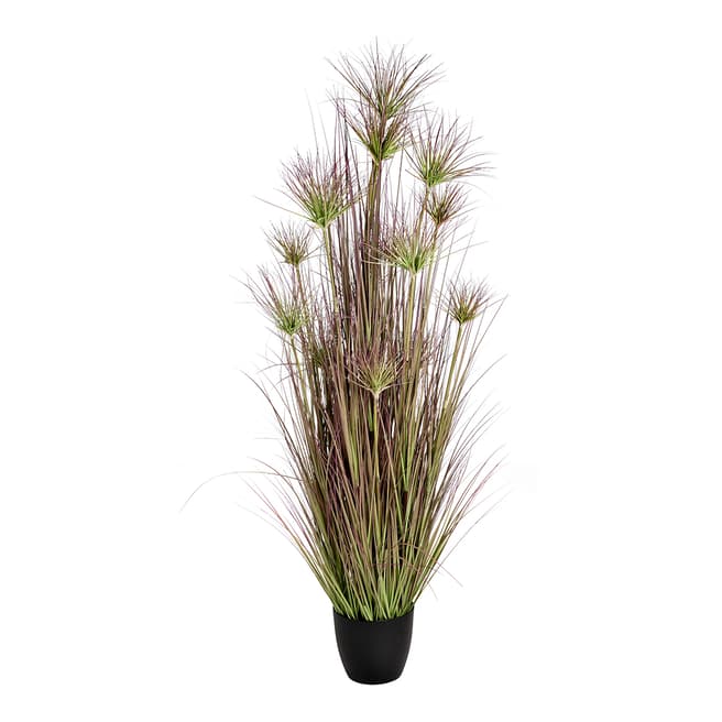 Hill Interiors Potted Water Bamboo Grass