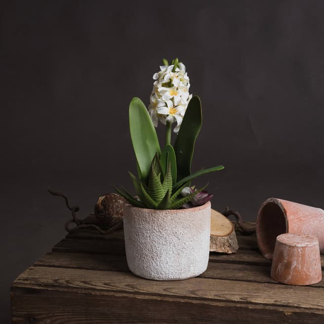 Hill Interiors Potted White Hyacinth Single Stem