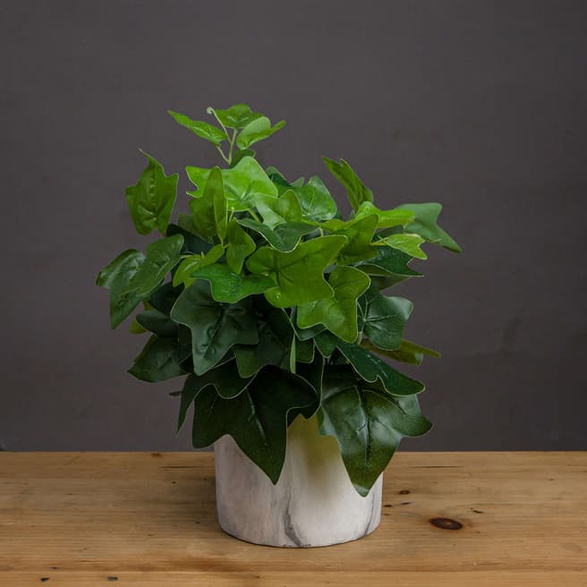Hill Interiors Potted Ivy House Plant