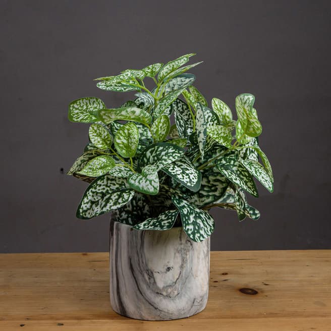Hill Interiors Potted Variegated White & Green Nerve Plant