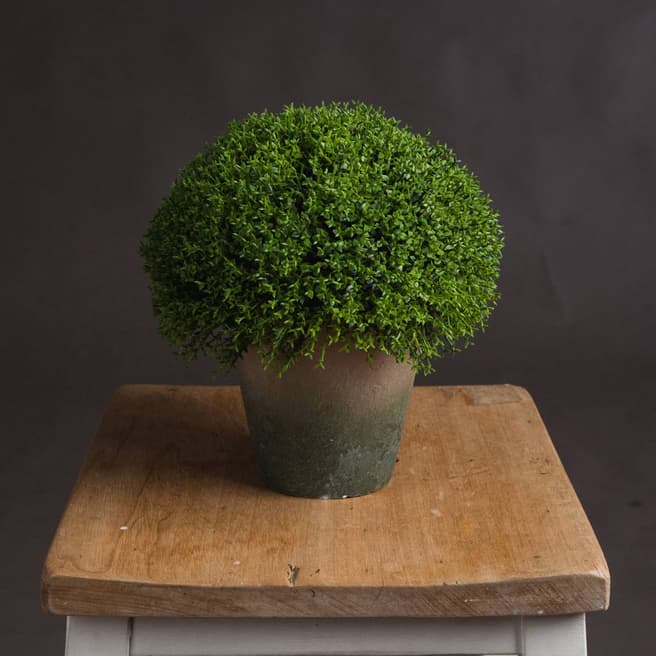 Hill Interiors Hebe Globe Potted Plant