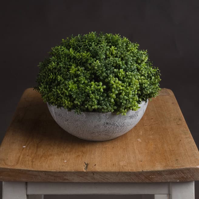 Hill Interiors Small Hebe Globe Potted Plant