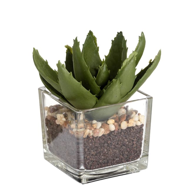 Hill Interiors Miniature Aloe Vera in Glass Pot