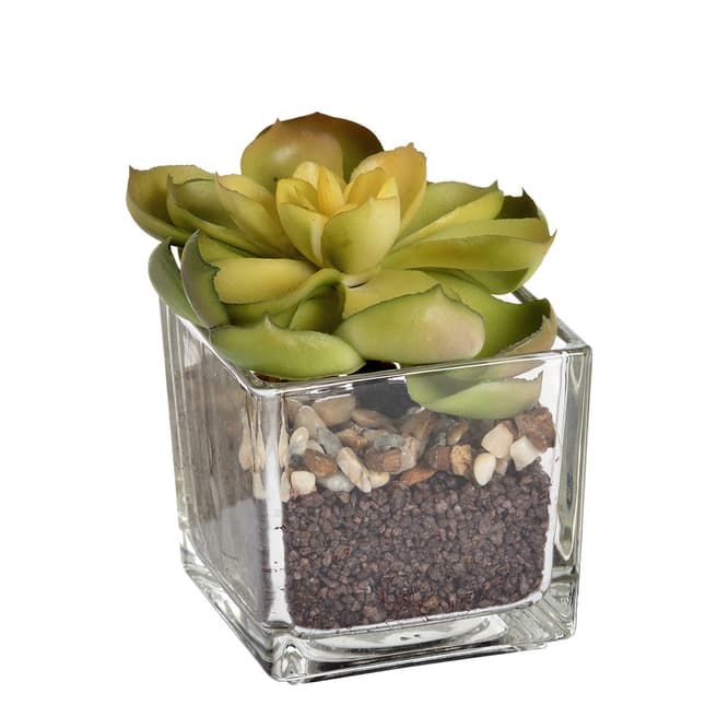Hill Interiors Miniature Succulent in Glass Pot