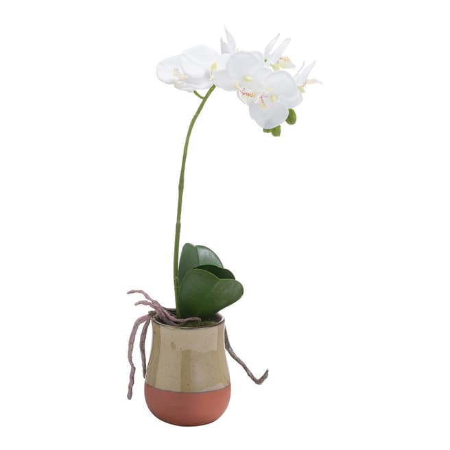 Hill Interiors Orchid In Terracotta Glazed Pot