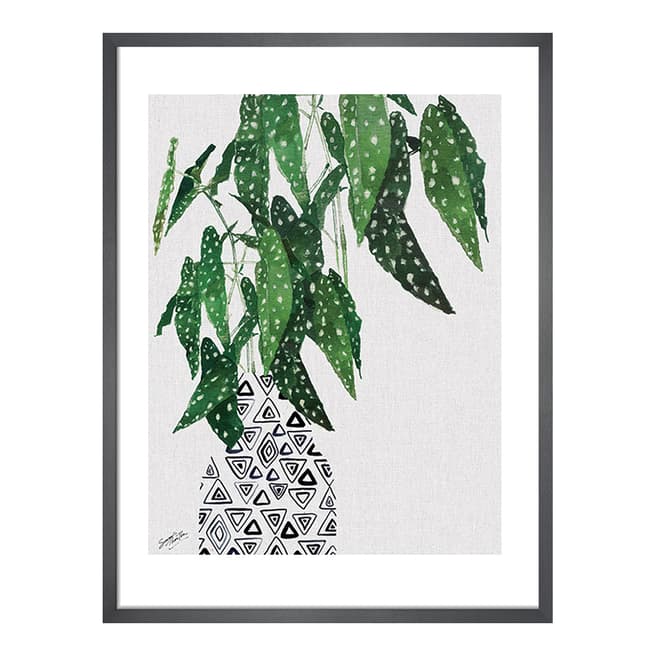 Summer Thornton Polka Dot Begonia Plant 40x50cm Framed Print