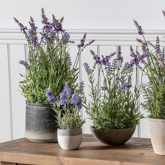 Gallery Living Lavender in Charcoal Grey Pot 