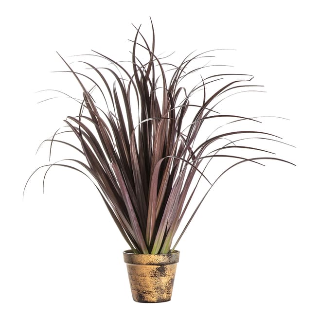 Gallery Living Potted Dracaena Autumn Red W55xD55xH55cm