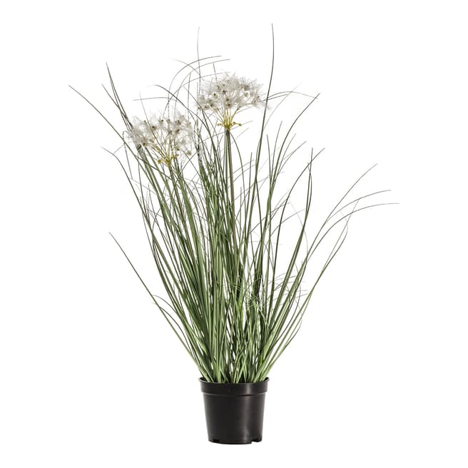 Gallery Living Potted Grass with Heads