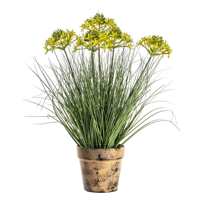 Gallery Living Potted Grass with Heads