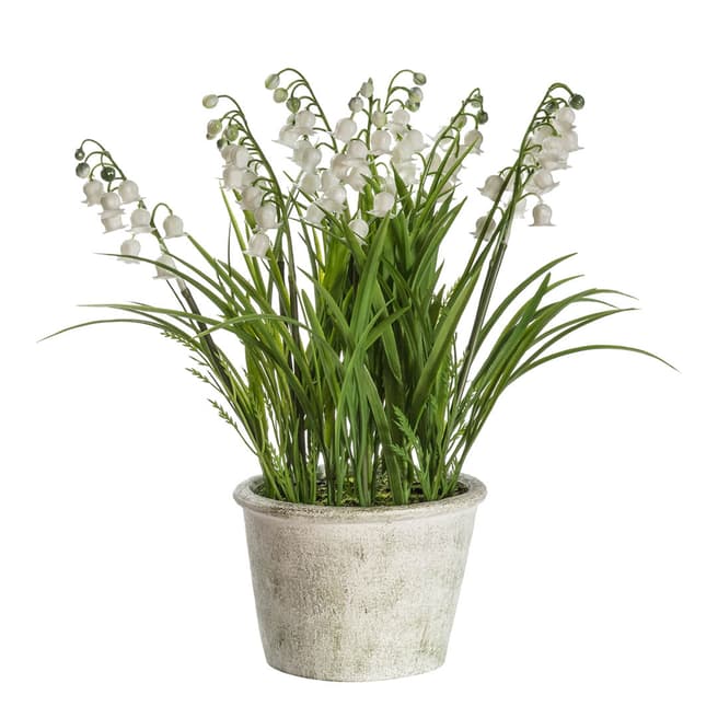 Gallery Living Potted Lily of the Valley, Large 