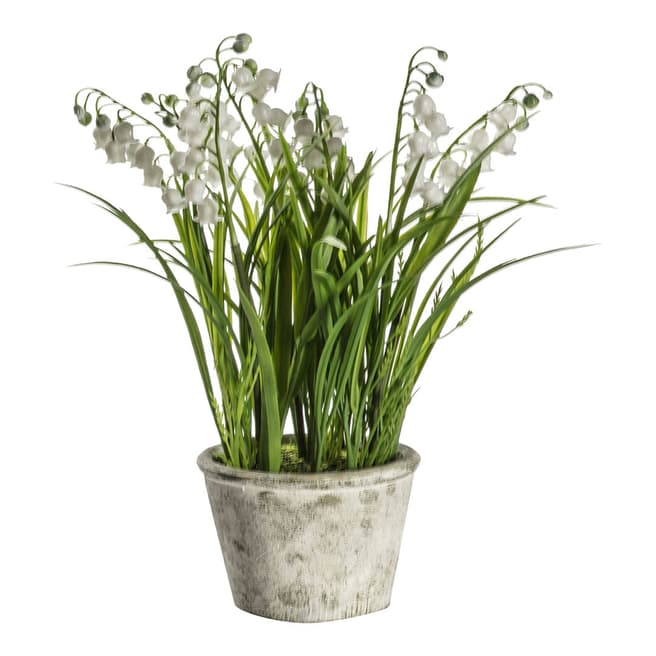 Gallery Living Potted Lily of the Valley, Small 