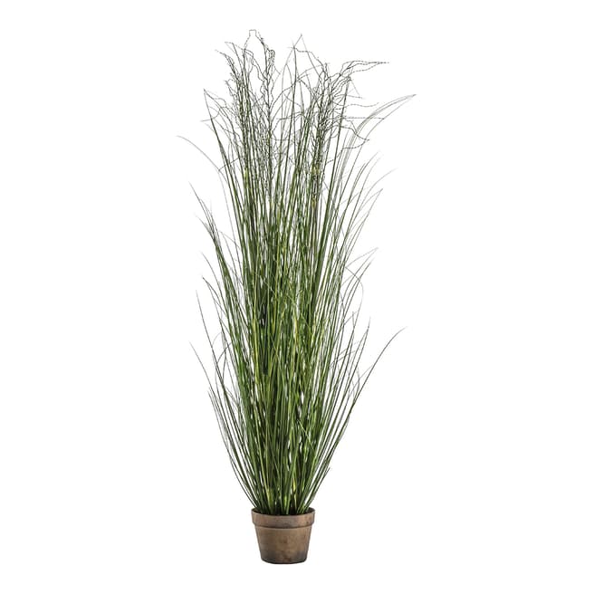Gallery Living Potted Onion Grass Green