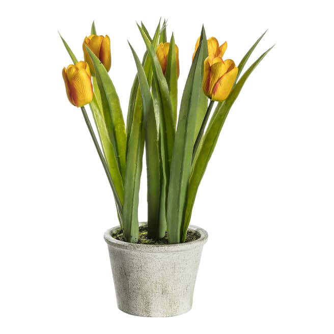 Gallery Living Potted Tulips, Red Stripe W14xD14xH30cm