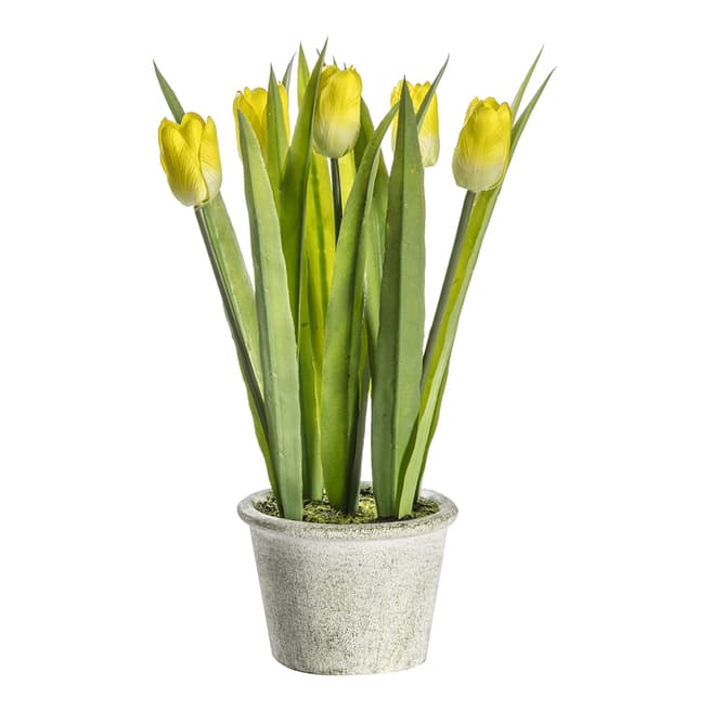 Gallery Living Potted Tulips, Yellow W14xD14xH30cm