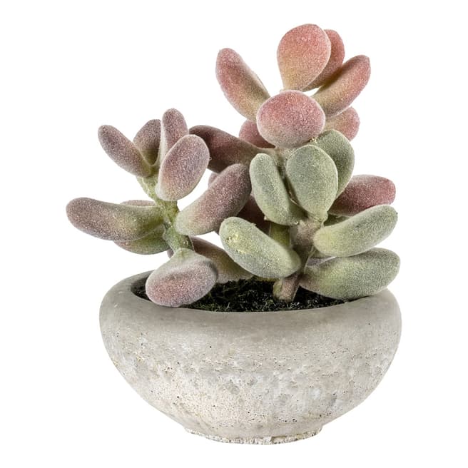 Gallery Living Graptoveria with Cement Bowl, Small 10 x 10 x 14cm