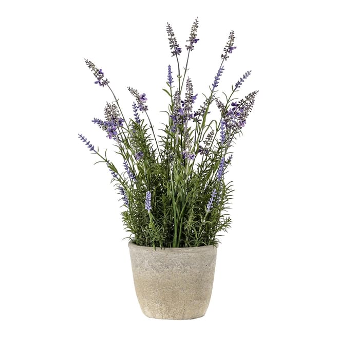 Gallery Living Lavender Classic with Cement Pot, Medium