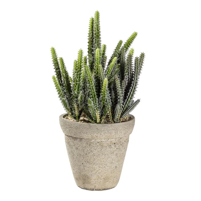 Gallery Living Cactus Cereus with Cement Pot Large
