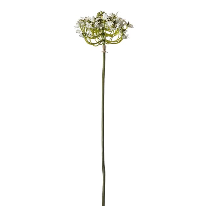 Gallery Living Queen Anne Lace Closed Stem Dry Look 54cm