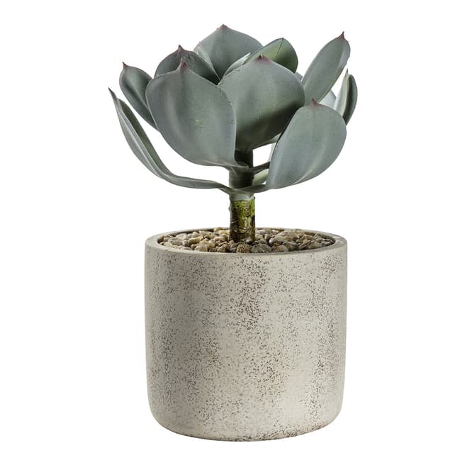 Gallery Living Potted Echeveria with Cement Pot, 18x18x24cm
