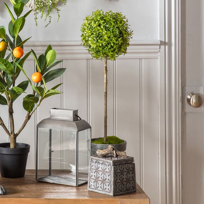 Gallery Living Potted Tea Tree