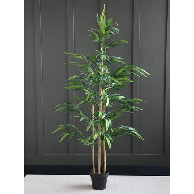 Scottish Everlastings Bamboo, 180cm