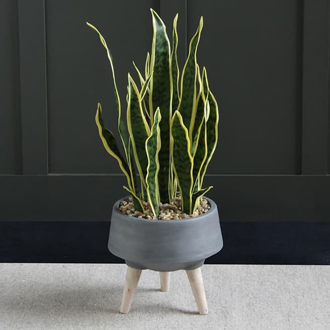 Scottish Everlastings Sansevieria In Grey Footed Pot