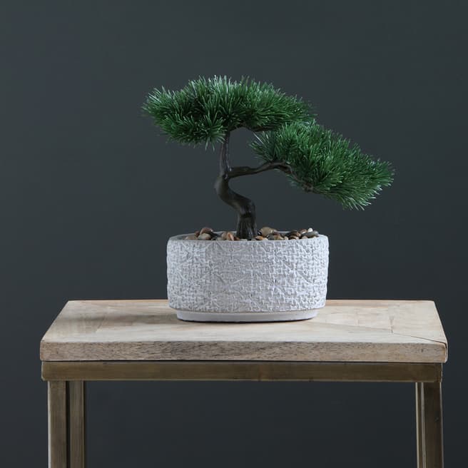Scottish Everlastings Bonsai Tree In Textured Cement Pot, 26cm