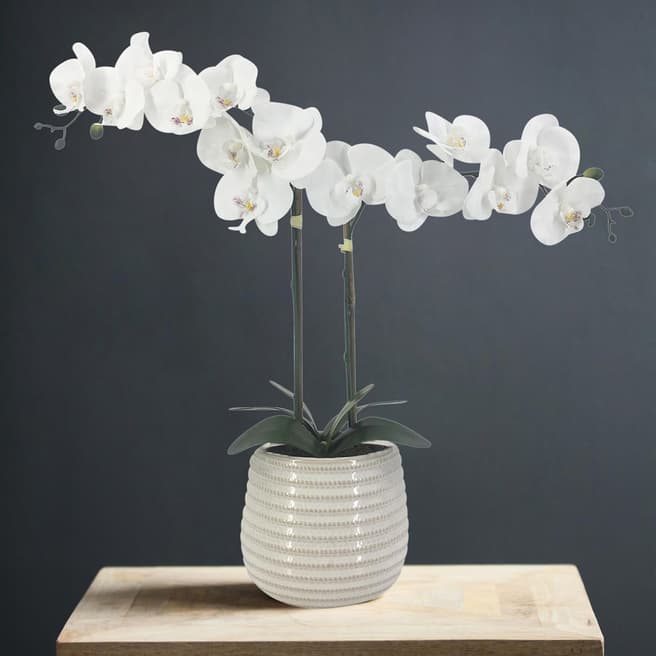 Scottish Everlastings Real Touch Orchid In Cream Ribbed Pot, 50cm
