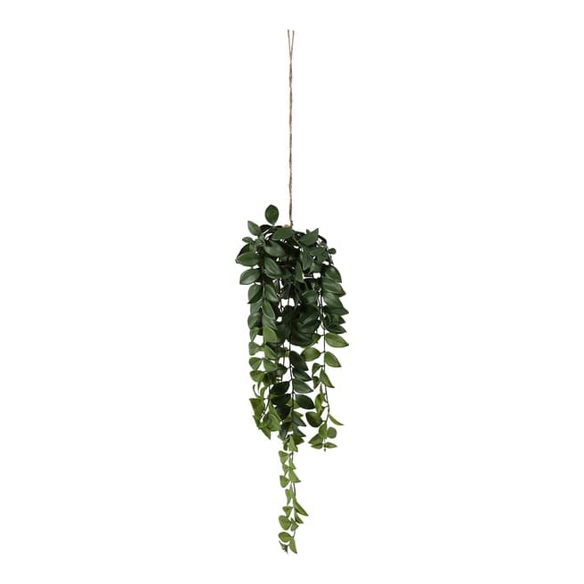Gallery Living Hanging Philodendron Bush