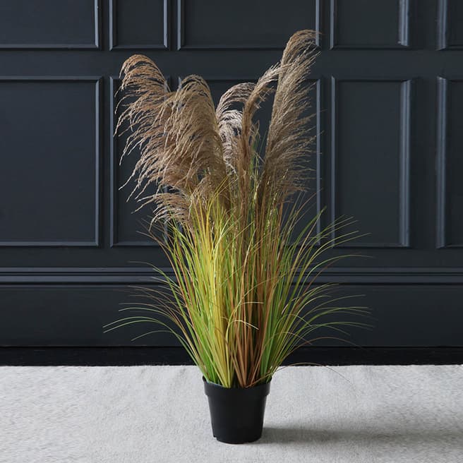Scottish Everlastings Light Brown Feathery Potted Pampas, 130cm