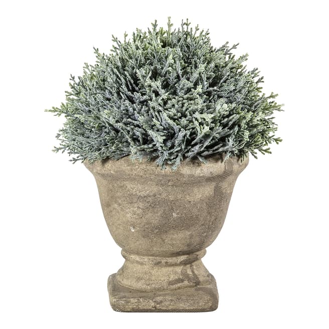 Gallery Living Cypress with Stone Effect Urn