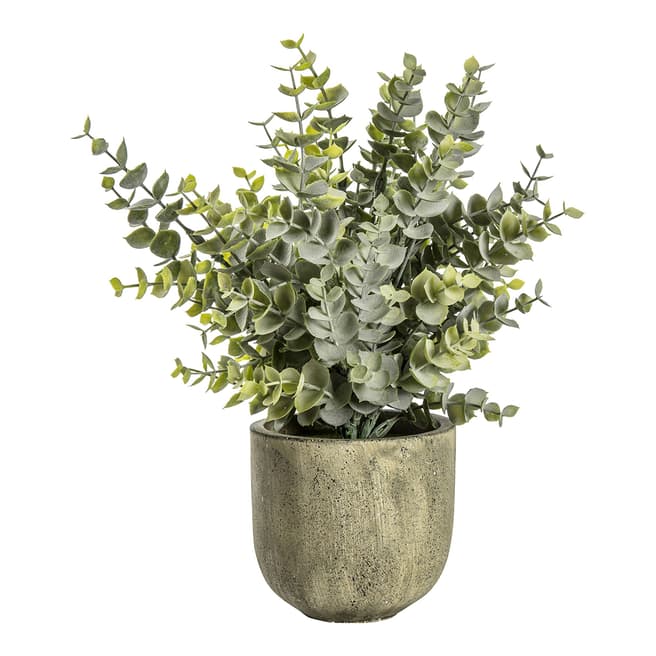 Gallery Living Eucalyptus with Rustic Pot Large 25x25x26cm
