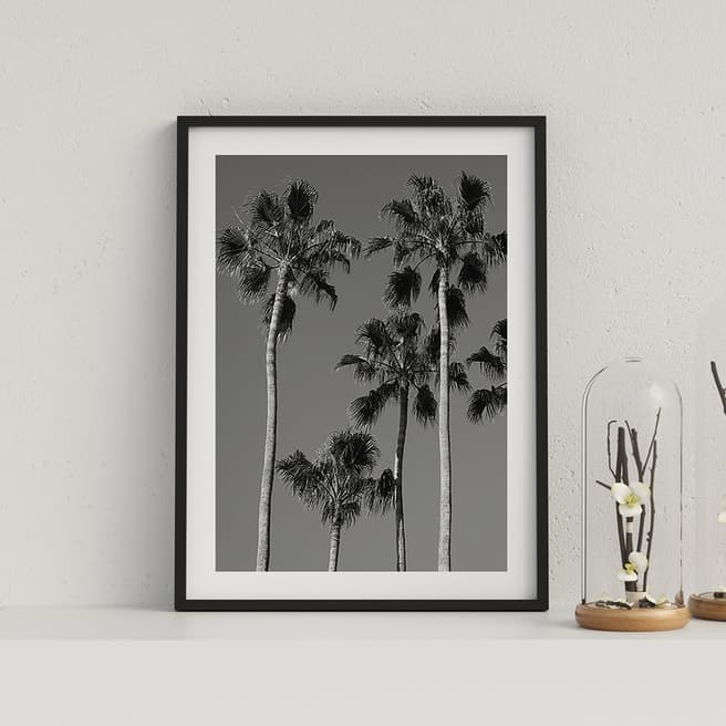 Botanics Tropical Palms
