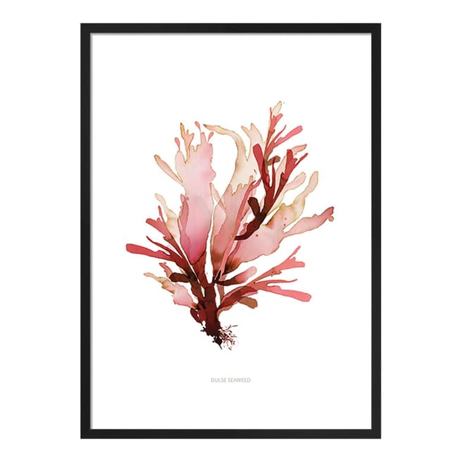 Summer Thornton Dulse Seaweed 50x40cm Framed Print