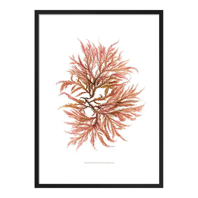 Summer Thornton Red Rhodophyta Seaweed 50x40cm Framed Print