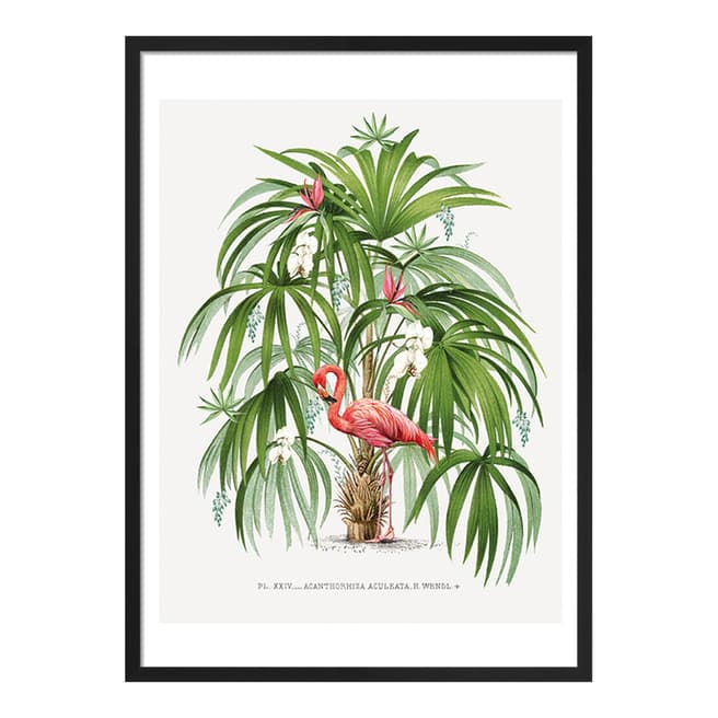 Summer Thornton Flamingo Palm