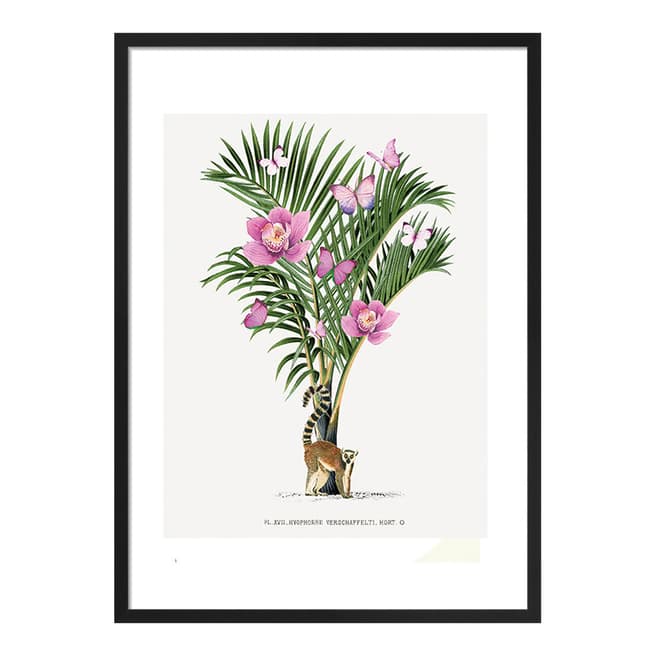 Summer Thornton Lemur Palm