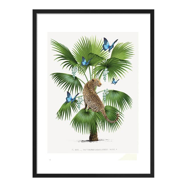 Summer Thornton Leopard Palm