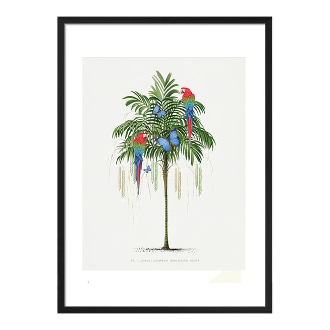 Summer Thornton Parrot Palm