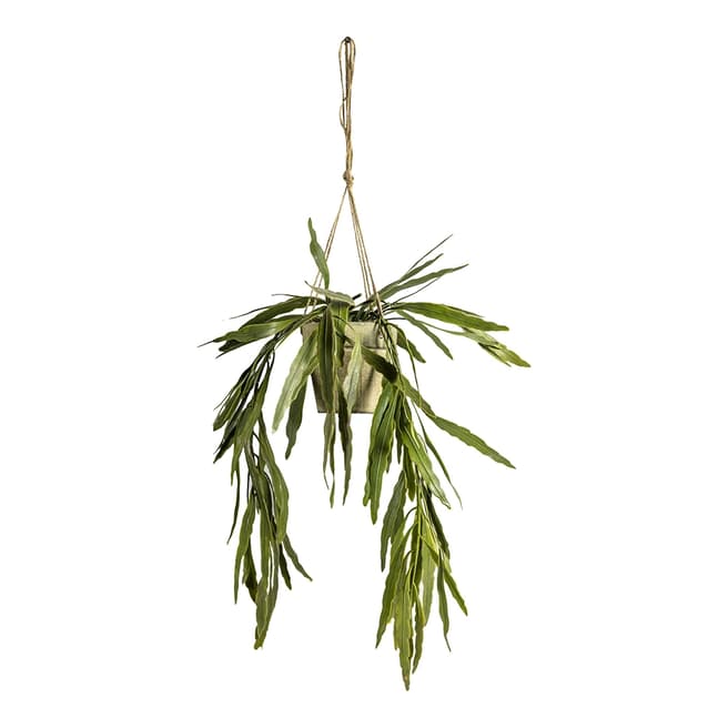 Gallery Living Hanging Rhipsalis with Rustic Pot