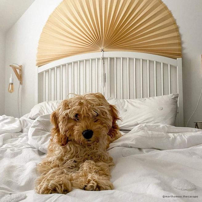 Dot Garden Single Duvet Cover Set, White BrandAlley